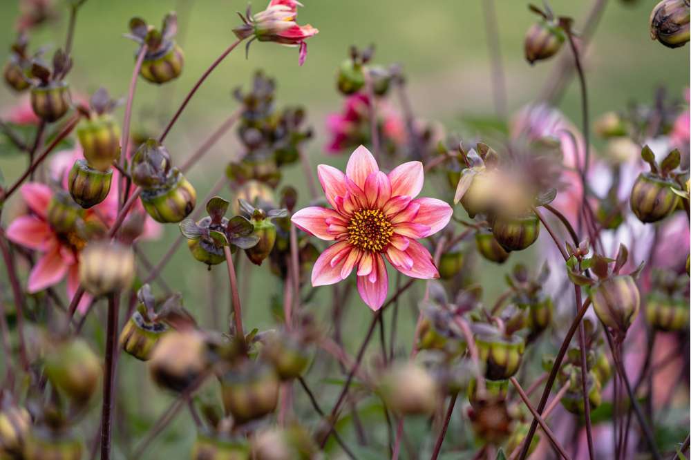 Dahlia 'Princess Nadine'